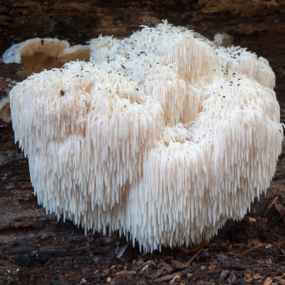 Lions Mane